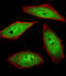 NIMA Related Kinase 2 antibody, LS-B11803, Lifespan Biosciences, Immunofluorescence image 