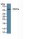 ERCC Excision Repair 5, Endonuclease antibody, abx104388, Abbexa, Western Blot image 