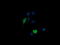 Mitogen-Activated Protein Kinase Kinase 3 antibody, LS-C174437, Lifespan Biosciences, Immunofluorescence image 