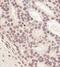 Ring Finger Protein 2 antibody, NBP1-49966, Novus Biologicals, Immunohistochemistry frozen image 