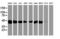 SEC14 Like Lipid Binding 2 antibody, M06211, Boster Biological Technology, Western Blot image 