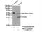 Monoglyceride Lipase antibody, 14986-1-AP, Proteintech Group, Immunoprecipitation image 