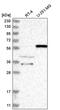 Nuclear Receptor Binding Protein 2 antibody, PA5-65039, Invitrogen Antibodies, Western Blot image 