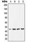 Ephrin B1 antibody, MBS820767, MyBioSource, Western Blot image 