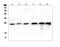Transcription Factor A, Mitochondrial antibody, PA5-80107, Invitrogen Antibodies, Western Blot image 