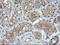 Matrix-remodeling-associated protein 2 antibody, LS-C174641, Lifespan Biosciences, Immunohistochemistry frozen image 