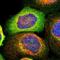 Striatin antibody, HPA017286, Atlas Antibodies, Immunocytochemistry image 