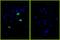Histone H3 antibody, IHC-00061, Bethyl Labs, Immunocytochemistry image 