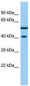 Von Willebrand Factor C Domain Containing 2 antibody, TA331517, Origene, Western Blot image 