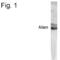 COP9 Signalosome Subunit 2 antibody, PA1-4139, Invitrogen Antibodies, Western Blot image 