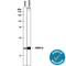 Cytochrome C Oxidase Subunit 4I1 antibody, AF5814, R&D Systems, Western Blot image 
