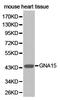 G Protein Subunit Alpha 15 antibody, LS-C192785, Lifespan Biosciences, Western Blot image 