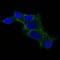 Ornithine Decarboxylase 1 antibody, GTX34922, GeneTex, Immunofluorescence image 