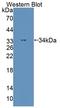 Thymocyte Nuclear Protein 1 antibody, LS-C374664, Lifespan Biosciences, Western Blot image 