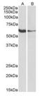 Fc Receptor Like 2 antibody, orb233656, Biorbyt, Western Blot image 