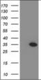 MYD88 Innate Immune Signal Transduction Adaptor antibody, orb314478, Biorbyt, Western Blot image 