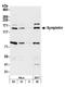 Symplekin antibody, A301-464A, Bethyl Labs, Western Blot image 