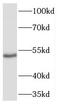 Transcriptional Adaptor 2A antibody, FNab08475, FineTest, Western Blot image 