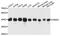 CAMP Responsive Element Binding Protein 1 antibody, STJ110885, St John