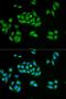 UPF1 antibody, LS-C335164, Lifespan Biosciences, Immunofluorescence image 