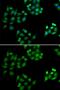 NSFL1 Cofactor antibody, GTX33368, GeneTex, Immunocytochemistry image 