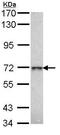 Galactosidase Beta 1 antibody, ab96239, Abcam, Western Blot image 
