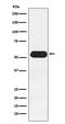 Estrogen Related Receptor Gamma antibody, M01470-2, Boster Biological Technology, Western Blot image 