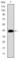 CCAAT Enhancer Binding Protein Beta antibody, abx011895, Abbexa, Western Blot image 