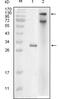 Inhibitor Of Nuclear Factor Kappa B Kinase Subunit Epsilon antibody, 32-177, ProSci, Western Blot image 