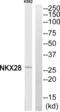 NK2 Homeobox 8 antibody, abx015052, Abbexa, Western Blot image 