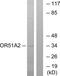 Olfactory Receptor Family 51 Subfamily A Member 2 antibody, GTX87786, GeneTex, Western Blot image 