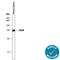 CD38 Molecule antibody, AF4947, R&D Systems, Western Blot image 