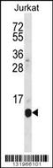 RNA Polymerase II Subunit G antibody, 56-438, ProSci, Western Blot image 