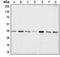 Apurinic/Apyrimidinic Endodeoxyribonuclease 1 antibody, LS-C351836, Lifespan Biosciences, Western Blot image 
