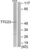 Tetratricopeptide Repeat Domain 23 antibody, GTX87729, GeneTex, Western Blot image 