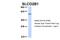 Solute carrier organic anion transporter family member 2B1 antibody, 25-908, ProSci, Enzyme Linked Immunosorbent Assay image 