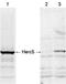 HECT And RLD Domain Containing E3 Ubiquitin Protein Ligase 5 antibody, A05285, Boster Biological Technology, Western Blot image 