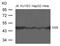 Enolase 2 antibody, 79-680, ProSci, Western Blot image 