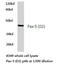 Paired Box 5 antibody, AP06279PU-N, Origene, Western Blot image 