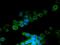 Lamin B2 antibody, MA1-06104, Invitrogen Antibodies, Immunofluorescence image 