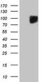 c-Kit antibody, LS-C798591, Lifespan Biosciences, Western Blot image 