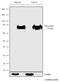 Vitronectin antibody, 720229, Invitrogen Antibodies, Western Blot image 