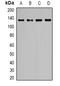 Epidermal Growth Factor antibody, orb382607, Biorbyt, Western Blot image 