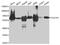 Sequestosome 1 antibody, MBS127372, MyBioSource, Western Blot image 