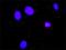 Hematopoietic Cell-Specific Lyn Substrate 1 antibody, H00003059-M02, Novus Biologicals, Proximity Ligation Assay image 