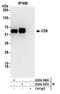 CD5 Molecule antibody, A304-347A, Bethyl Labs, Immunoprecipitation image 