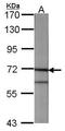 Annexin A6 antibody, PA5-27462, Invitrogen Antibodies, Western Blot image 