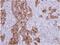 Hsp70-2 antibody, NBP2-16896, Novus Biologicals, Immunohistochemistry paraffin image 