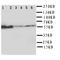 Flavin Containing Dimethylaniline Monoxygenase 4 antibody, orb97010, Biorbyt, Western Blot image 