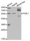 Nectin Cell Adhesion Molecule 1 antibody, MBS127853, MyBioSource, Western Blot image 